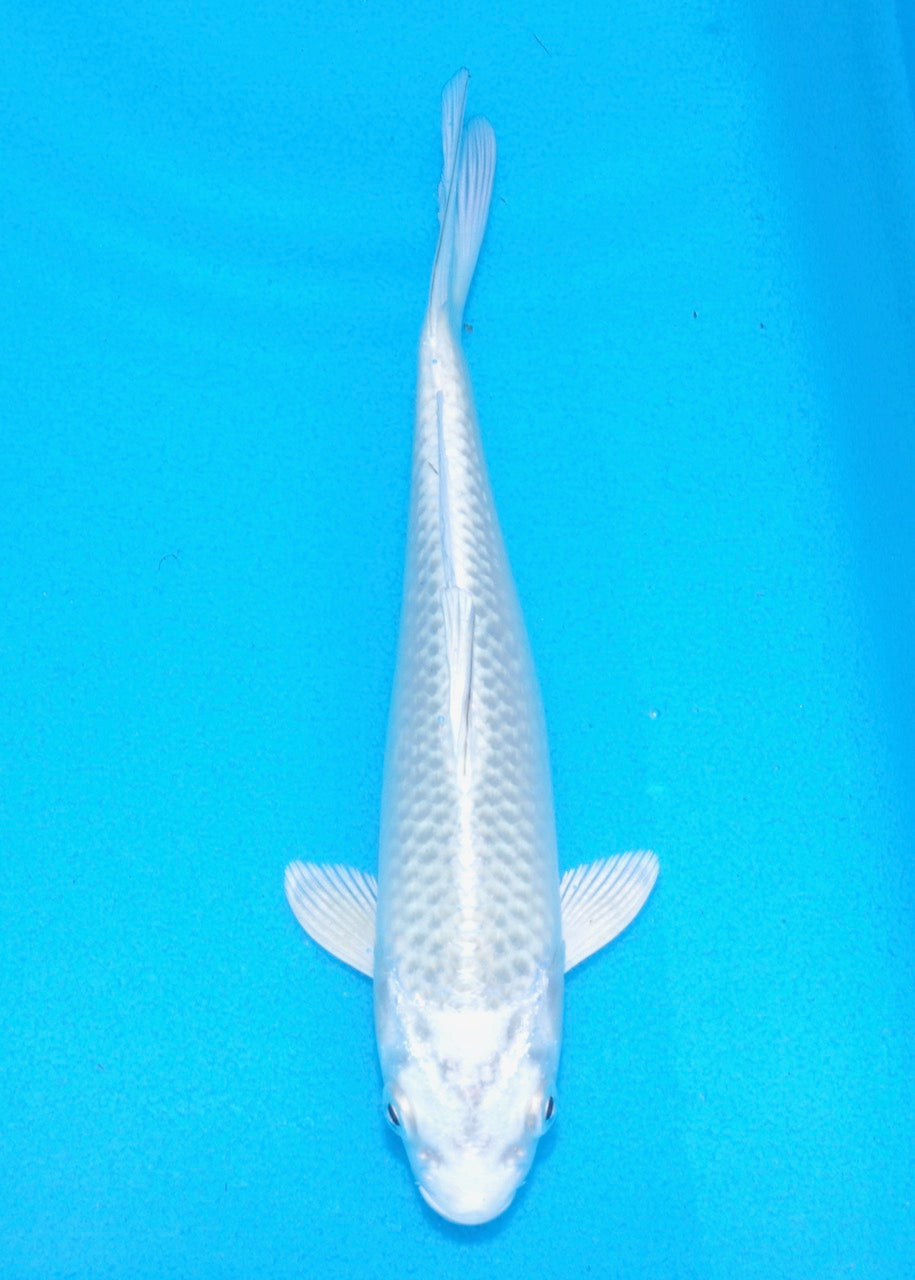 17cm Mukashi Ogon REF SRL03-197