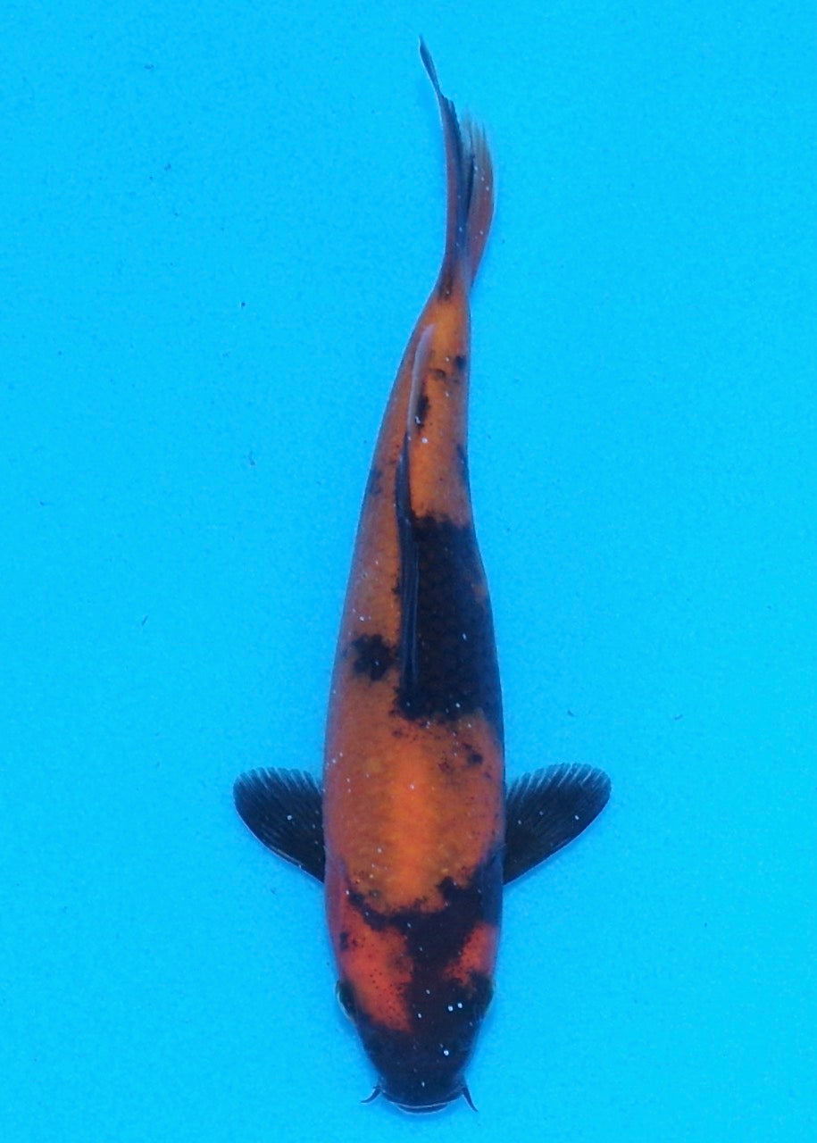 17cm Hi Utsuri REF SRL05-005