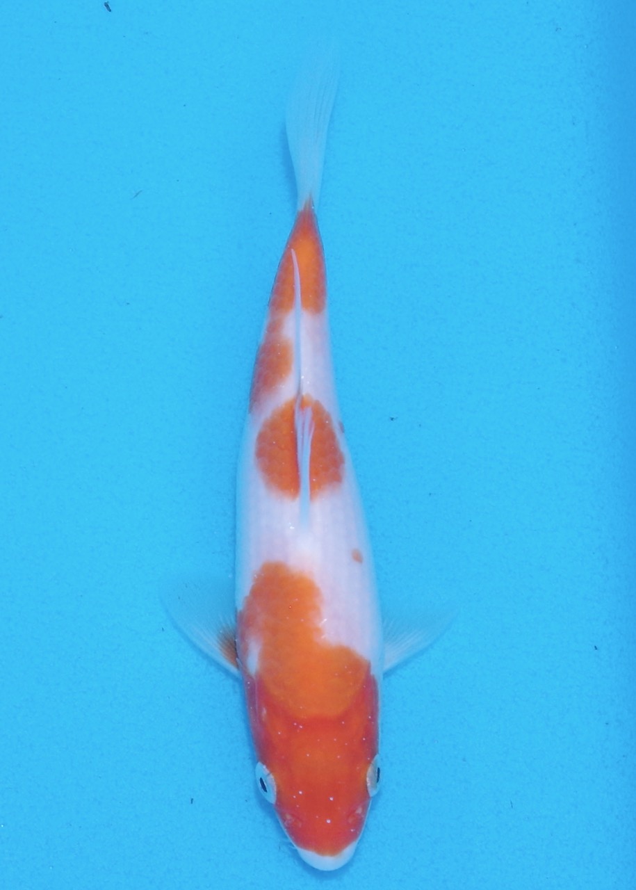 17cm Kohaku REF SRL05-008