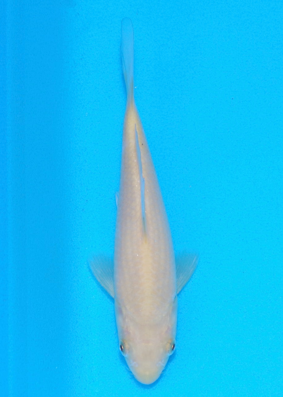 16cm Karashigoi REF SRL03-186