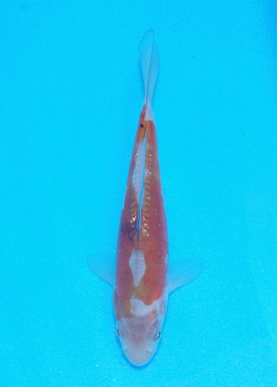 14cm Doitsu Ochiba REF SRL06-001