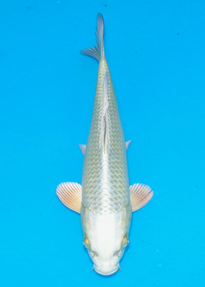 26cm Mukashi Ogon REF SRR05-007