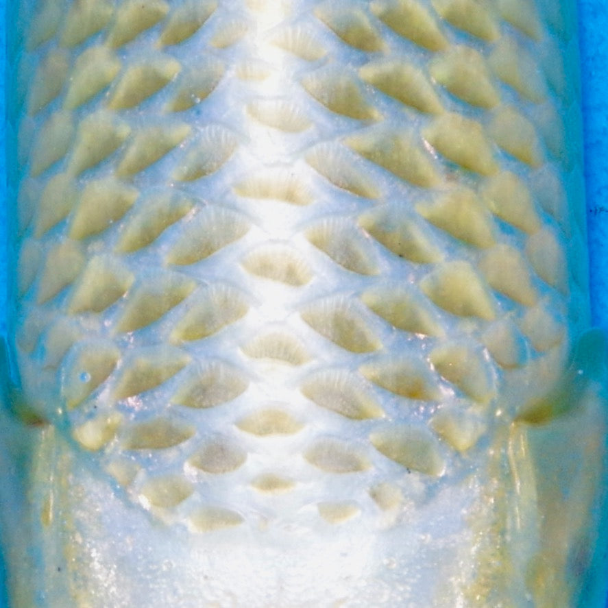 26cm Mukashi Ogon REF SRR05-007