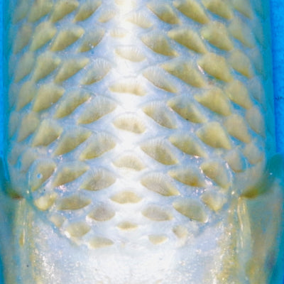26cm Mukashi Ogon REF SRR05-007