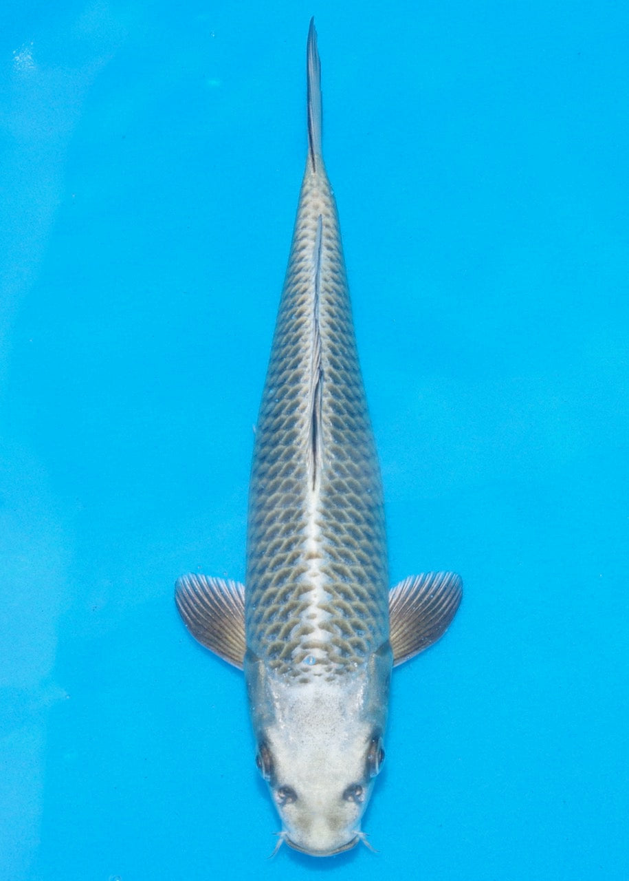 24cm Mukashi Ogon REF SRR05-010