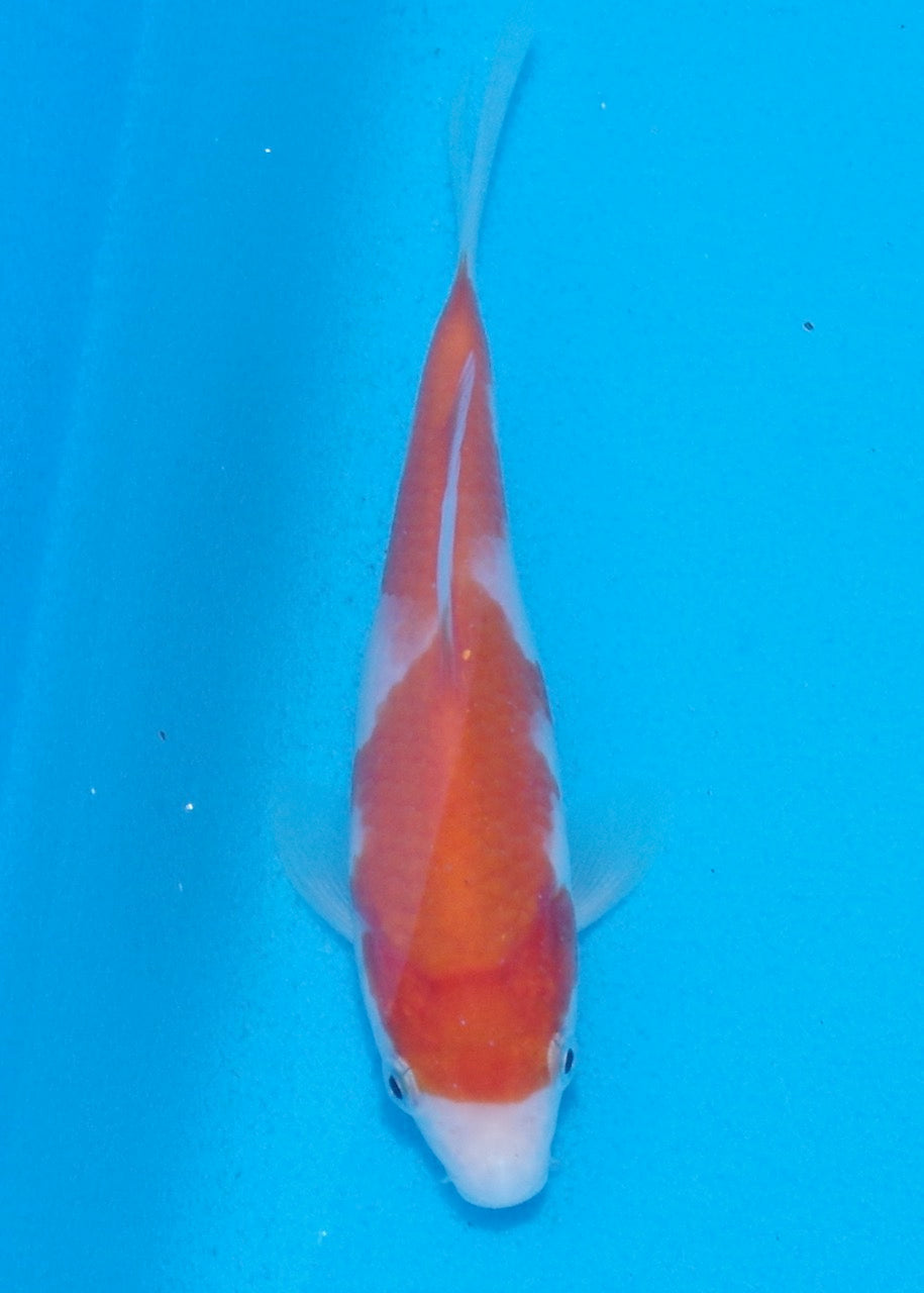 14cm Kohaku REF SRL06-002