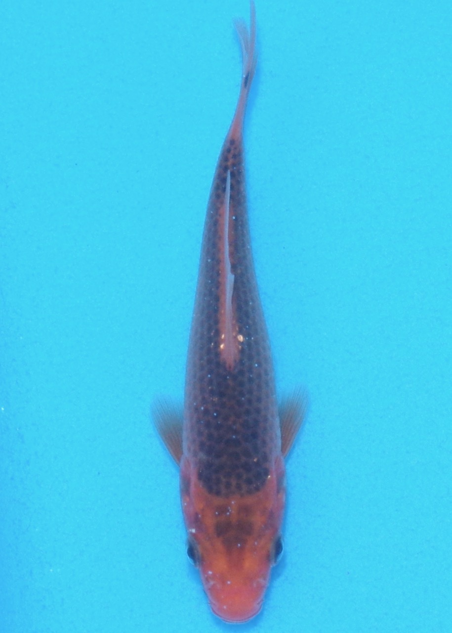 14cm Aka Matsuba REF SRL03-188
