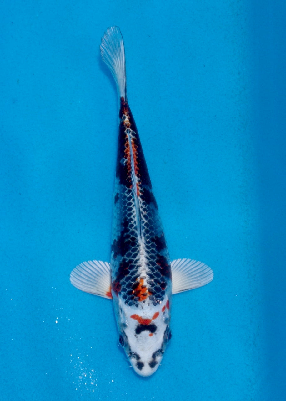 22cm Kujaku REF SRL03-116