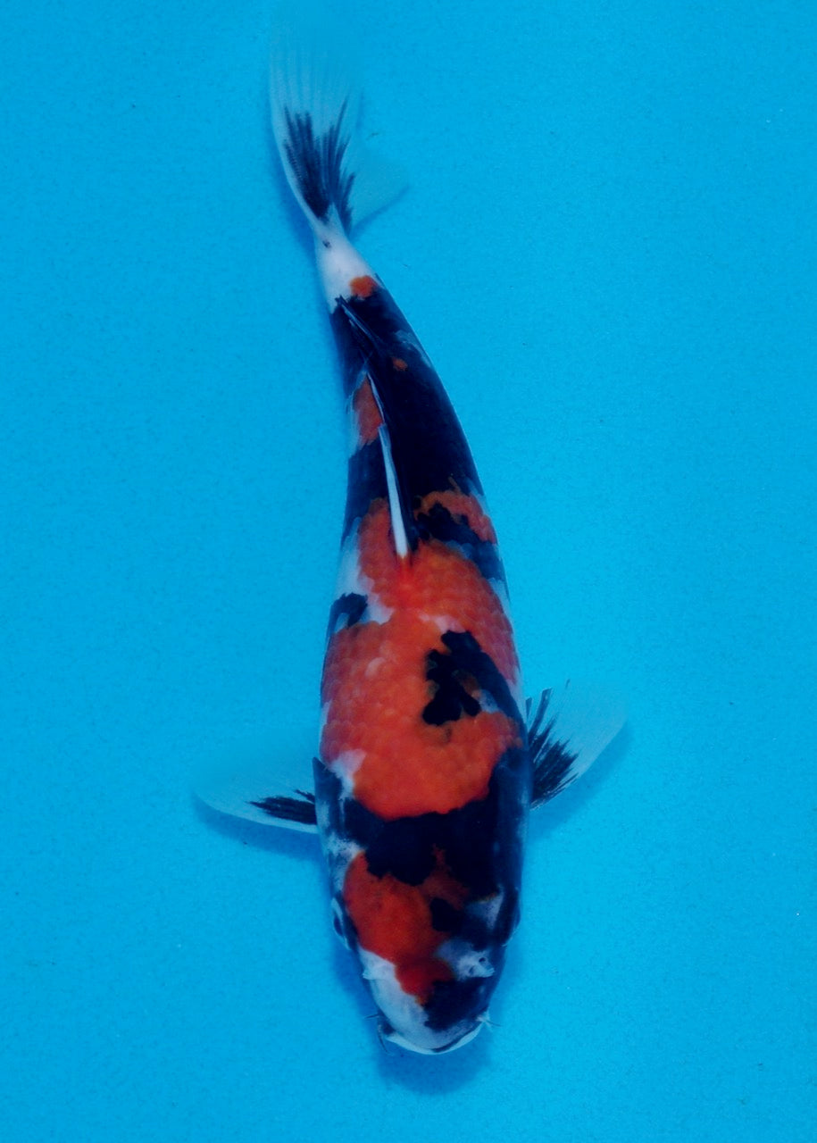 23cm Showa REF SRL03-115