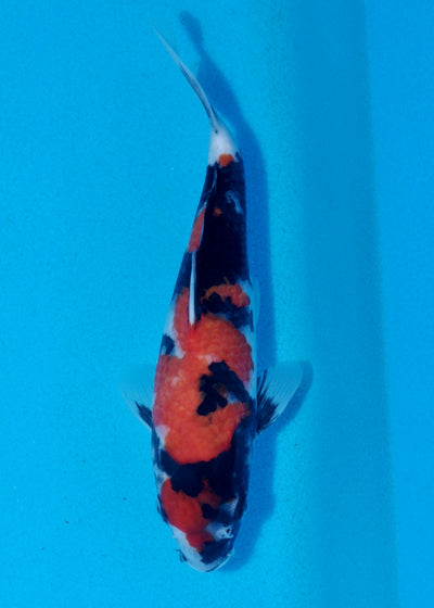 23cm Showa REF SRL03-115