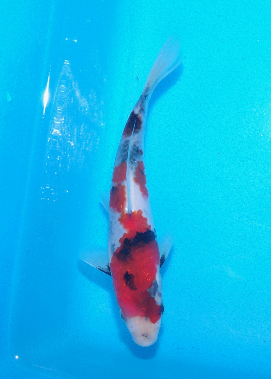 19cm Showa REF SRL03-126