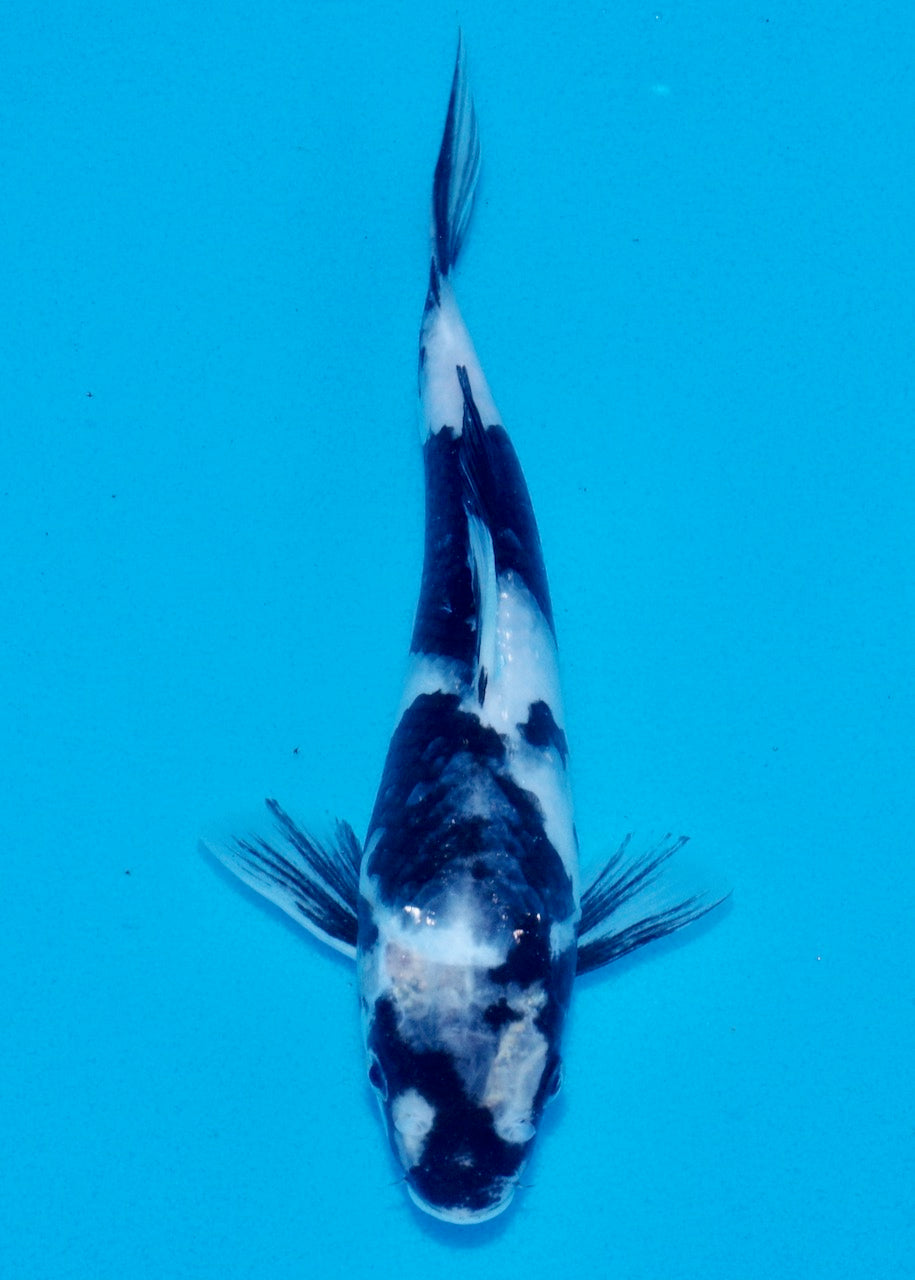 25cm Shiro Utsuri REF SRL03-129