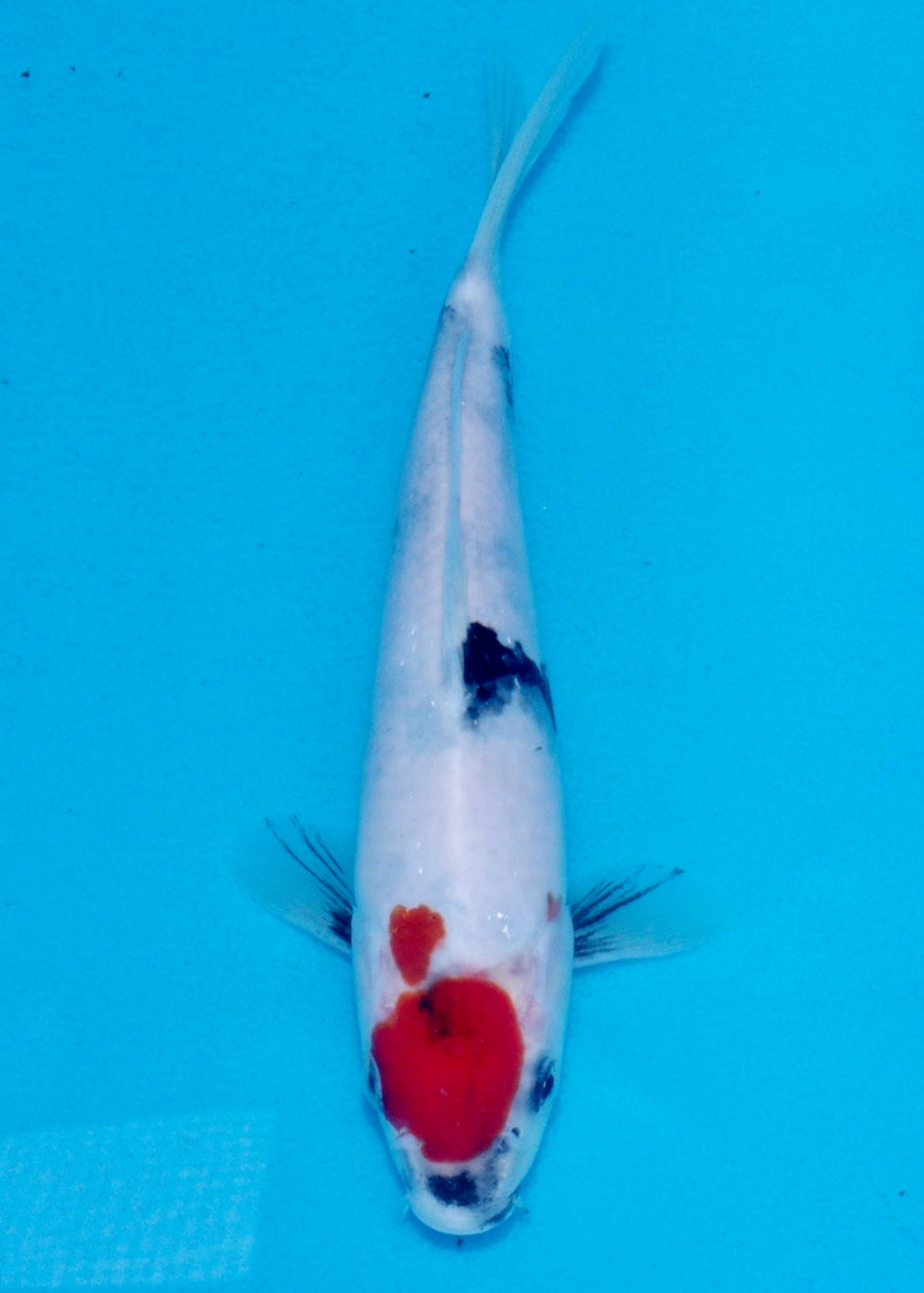 22cm Showa REF SRL03-131