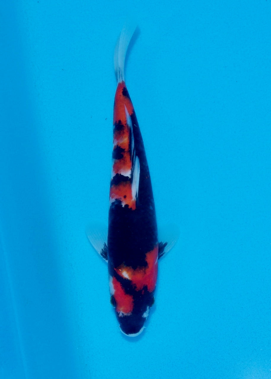 23.5cm Hi Showa REF SRL03-122