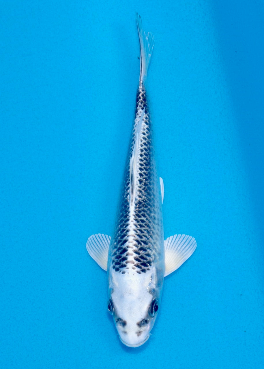 21cm Gin Matsuba REF SRL03-125