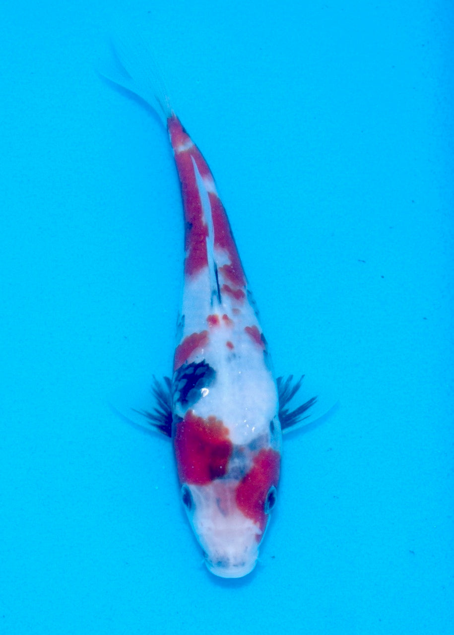 22cm Showa REF SRL03-139