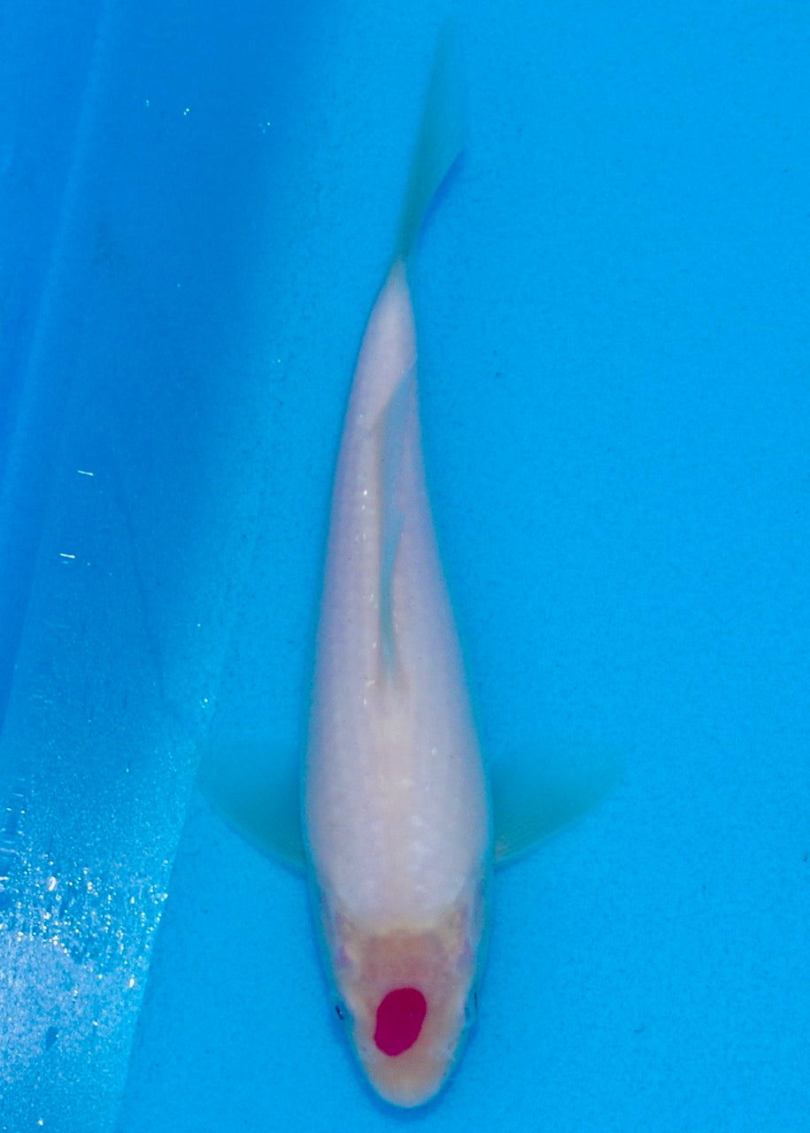 20cm Tancho REF SRL03-144