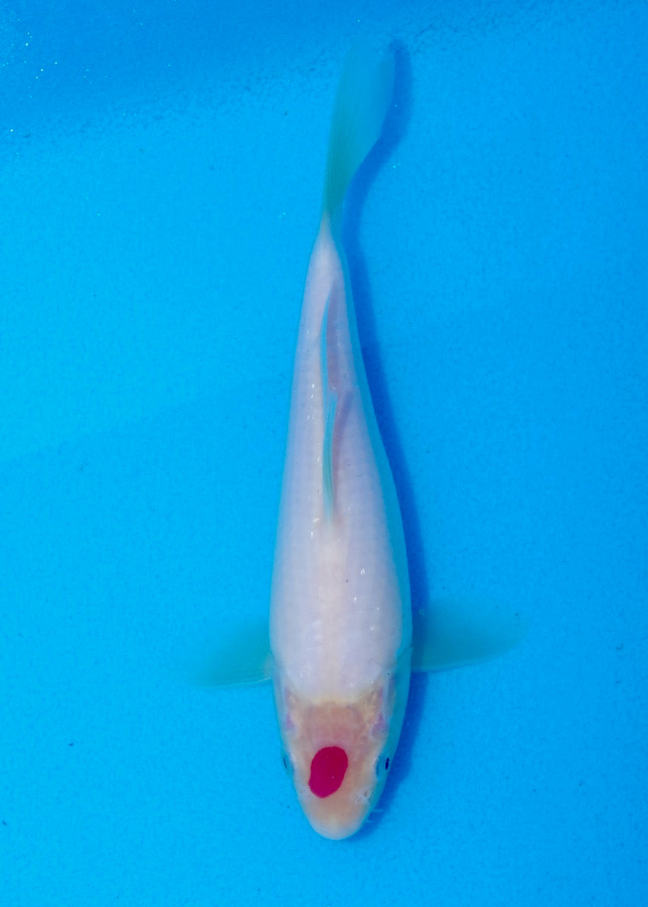 20cm Tancho REF SRL03-144