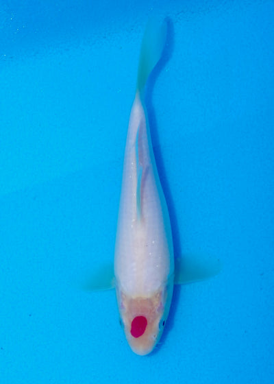 20cm Tancho REF SRL03-144