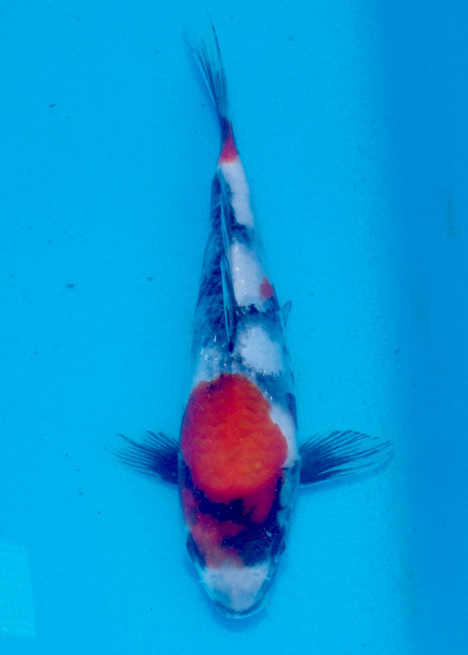 19.5cm Showa REF SRL03-145