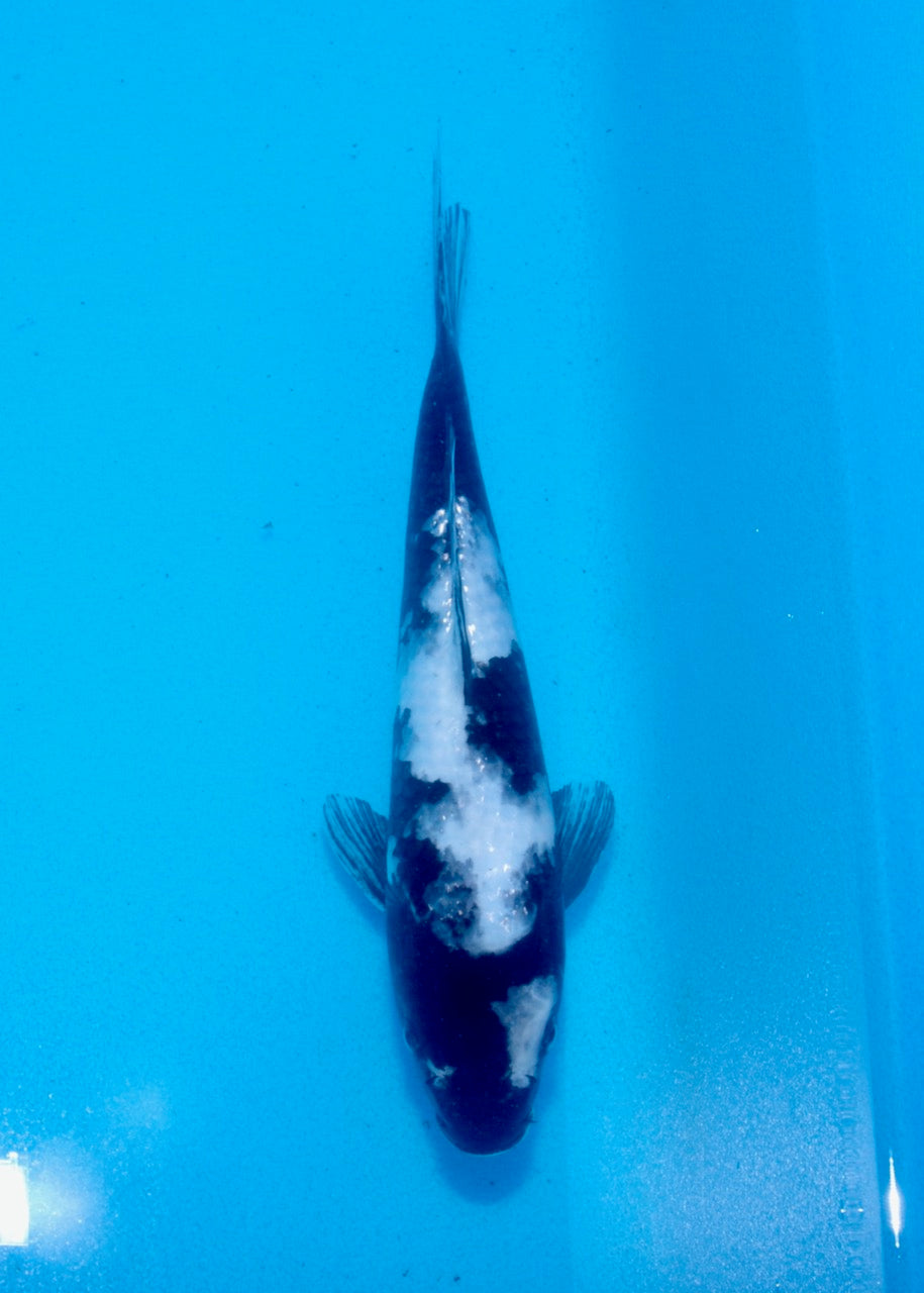 24cm Shiro Utsuri REF SRL03-149