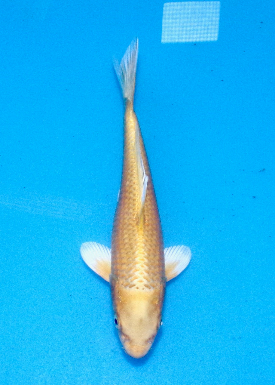 22cm Yamabuki REF SRL03-159