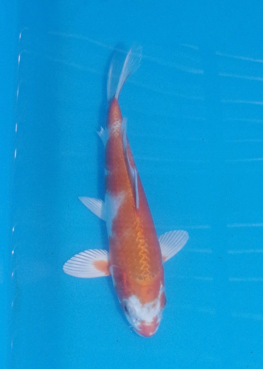 21.5cm Sakura Ogon REF SRL03-160