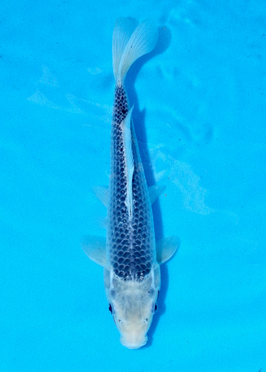 29cm Asagi REF SRL03-059