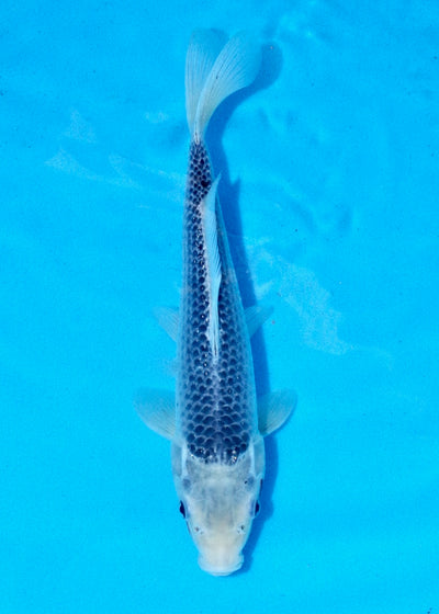 29cm Asagi REF SRL03-059