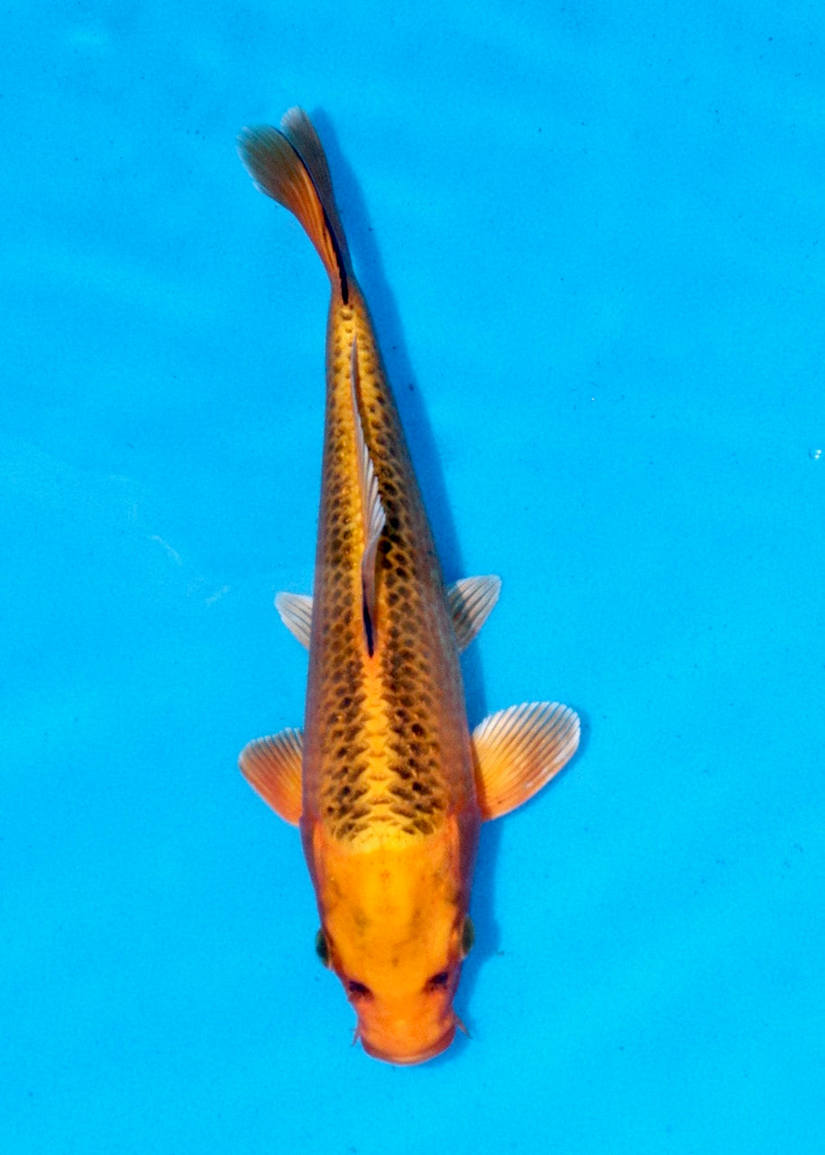 25cm Kin Matsuba REF SRL03-060