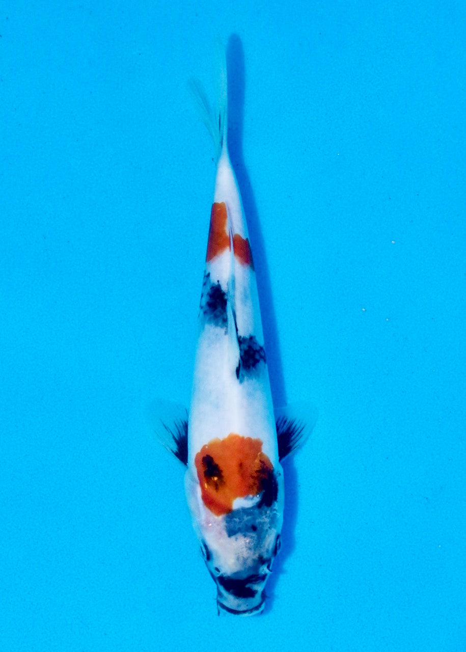 24.5cm Showa REF SRL03-062