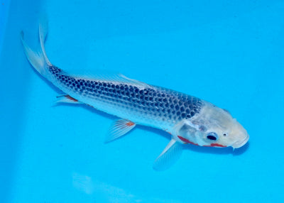 29cm Asagi REF SRL03-059