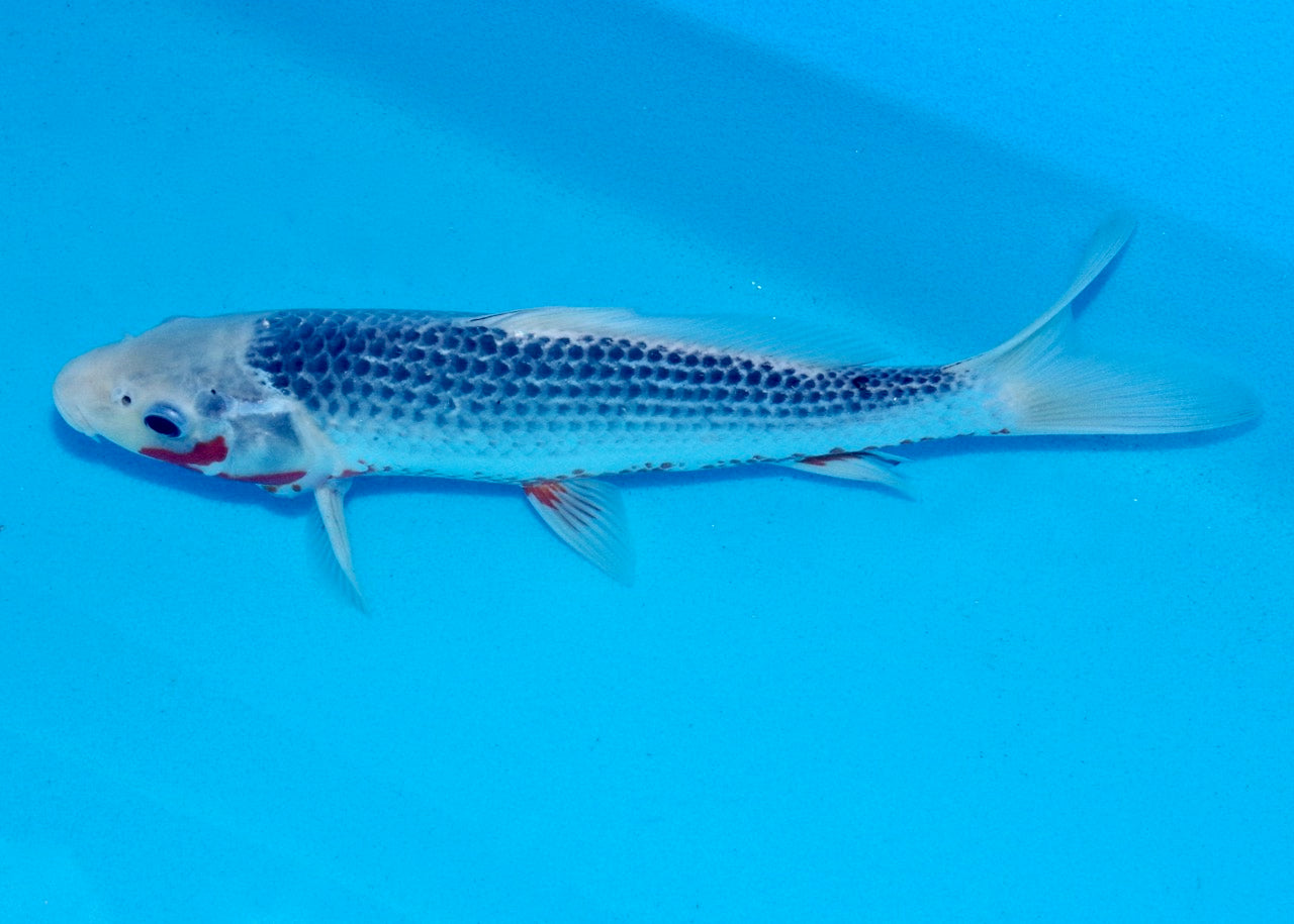 29cm Asagi REF SRL03-059