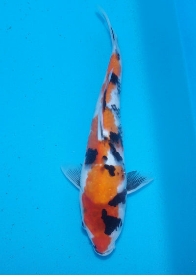 30cm Showa REF SRL03-169