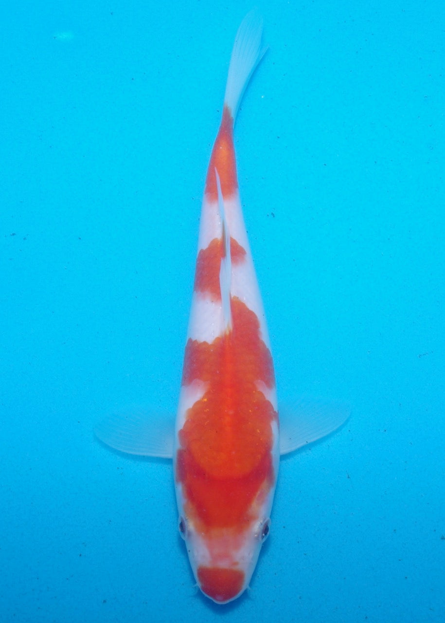 21cm Kohaku REF SRL03-172
