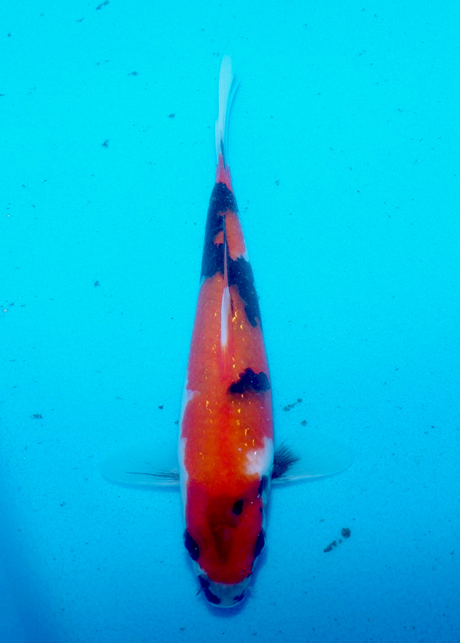 19cm Hi Showa REF SRL03-175