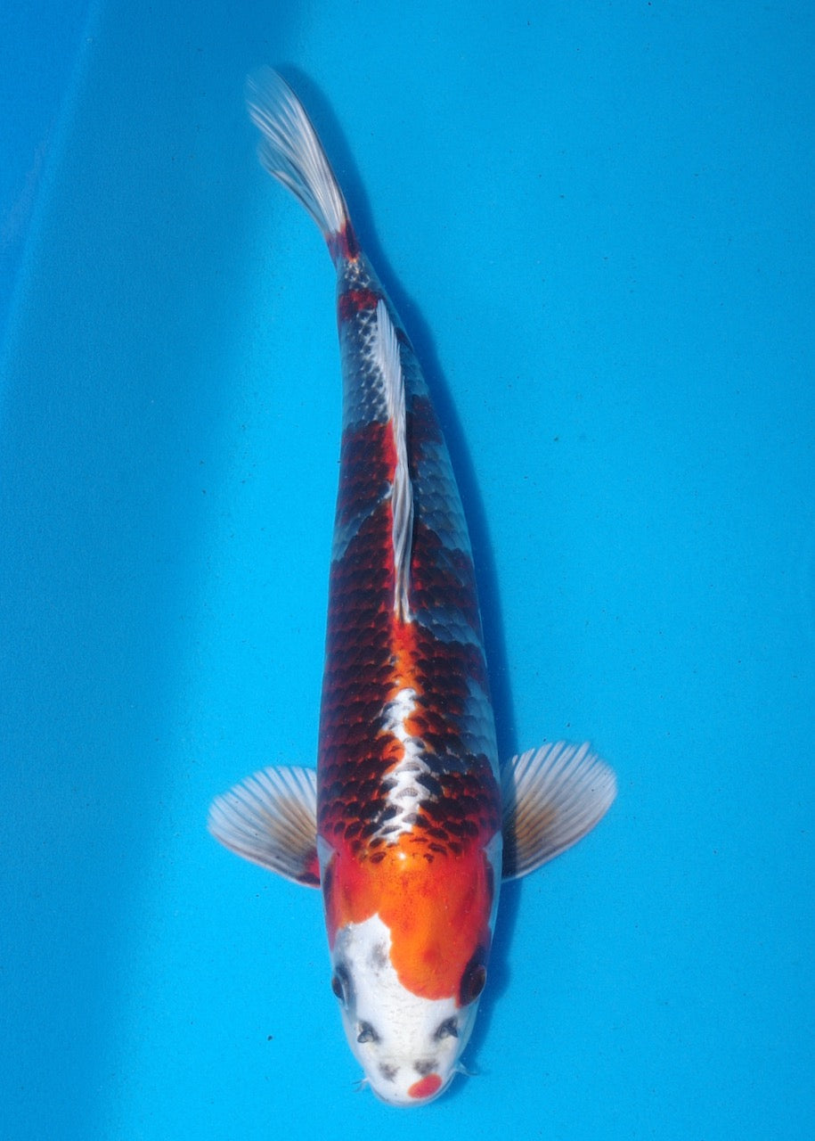 33cm Kujaku REF SRL03-162
