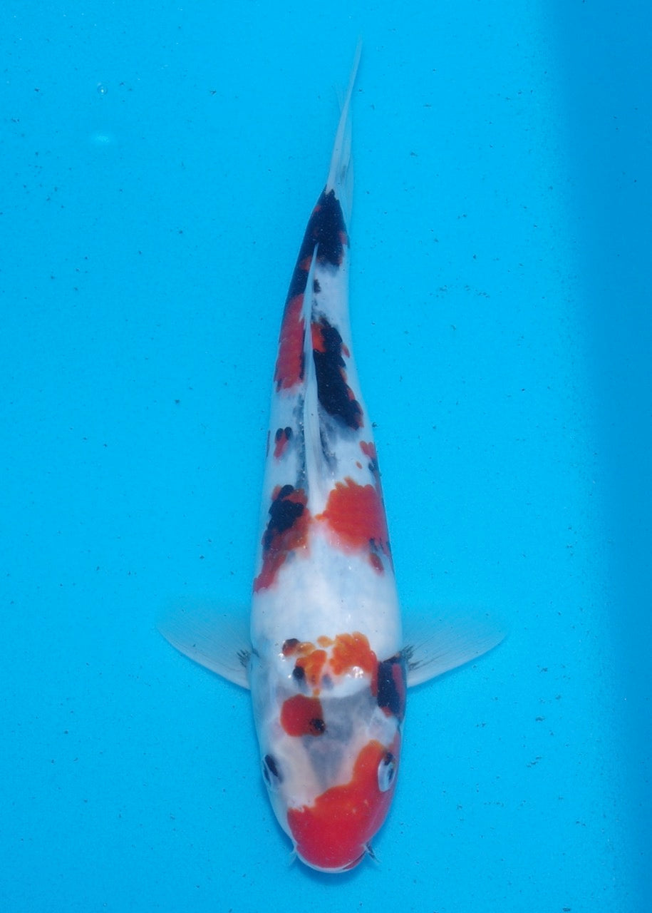 29cm Showa REF SRL03-167