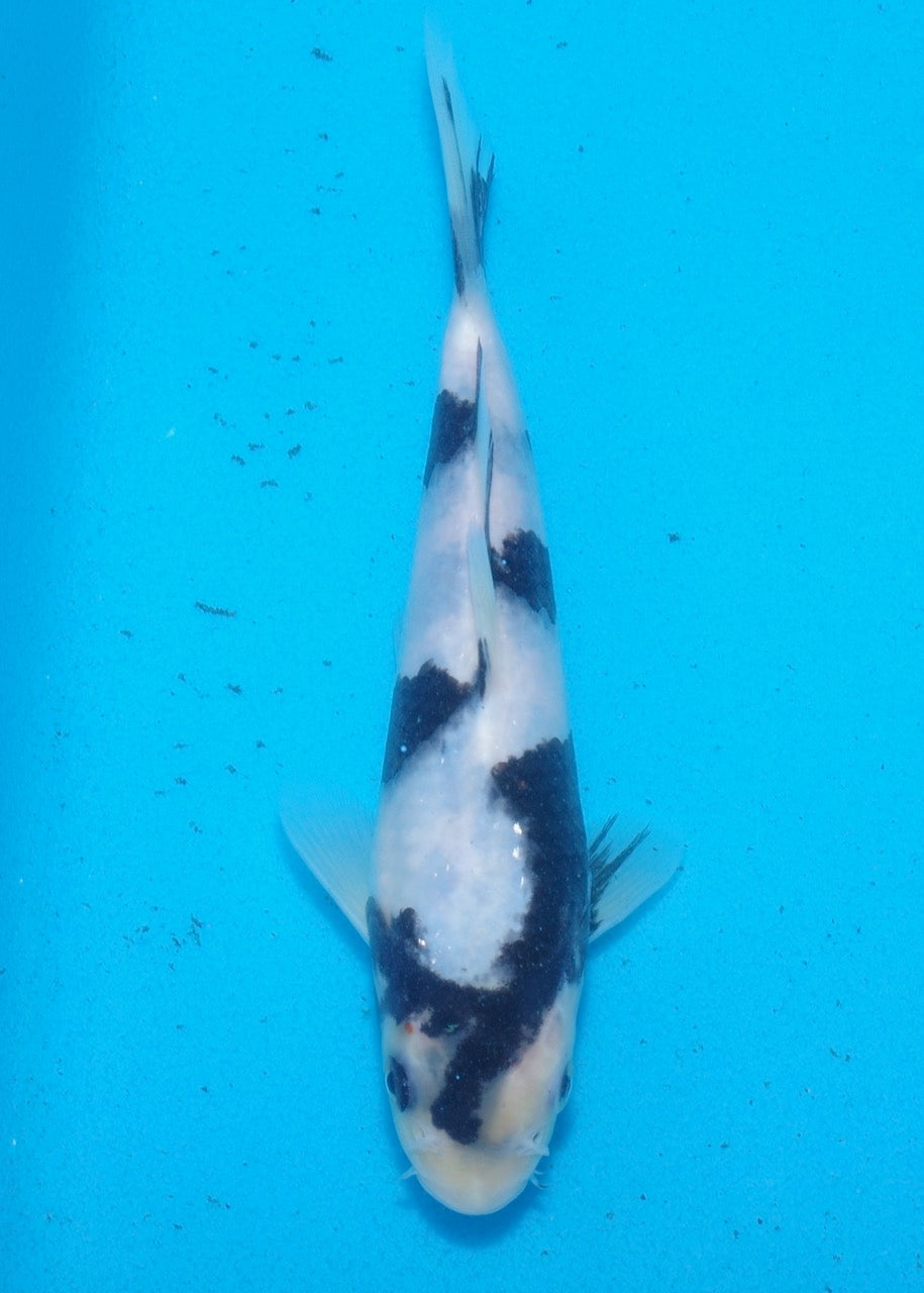 20cm Shiro Utsuri REF SRL03-168