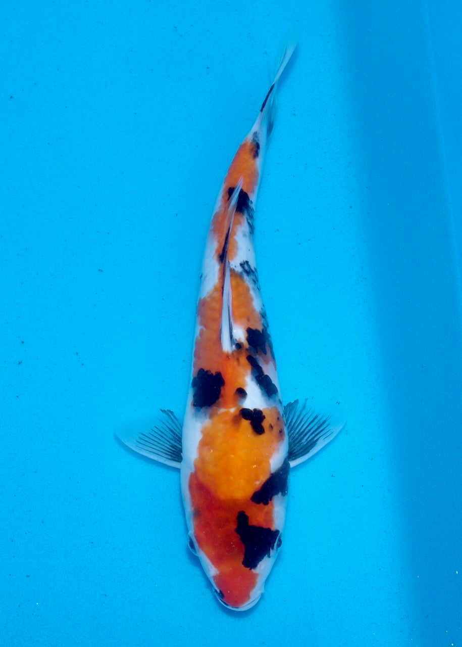 30cm Showa REF SRL03-169