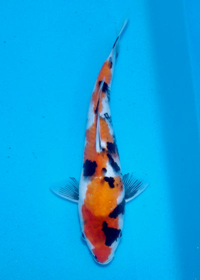 30cm Showa REF SRL03-169