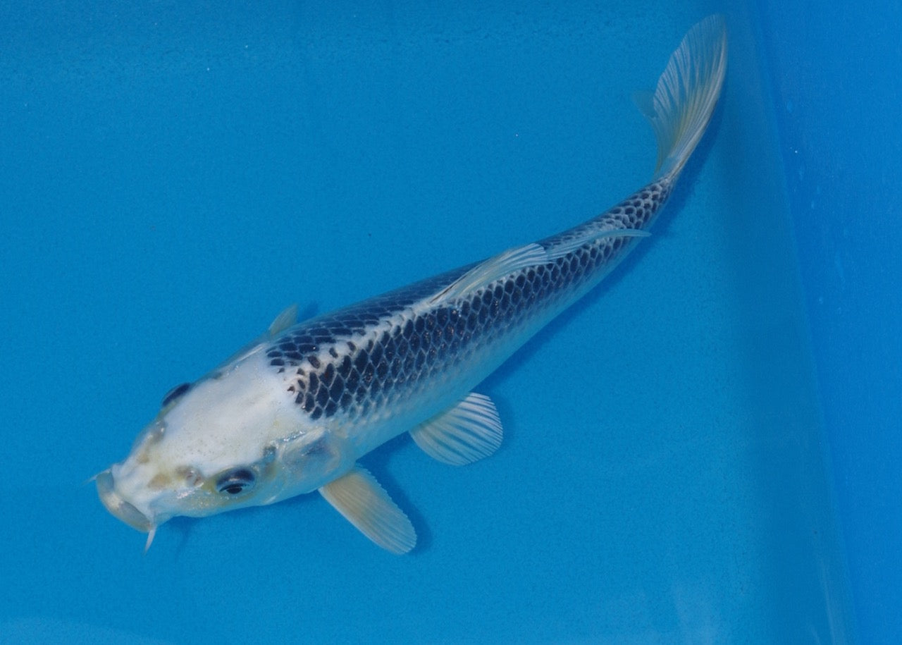 25cm Gin Matsuba REF SRR01-053