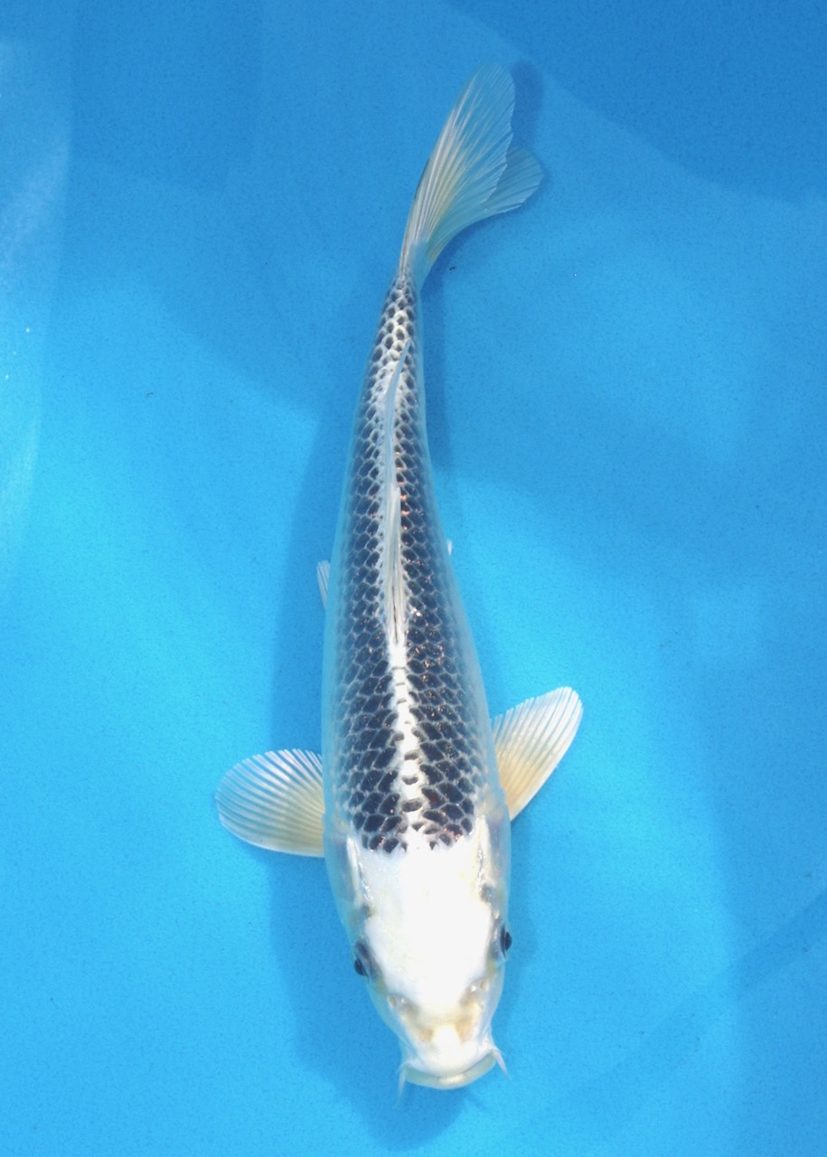 25cm Gin Matsuba REF SRR01-053