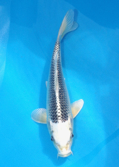 25cm Gin Matsuba REF SRR01-053