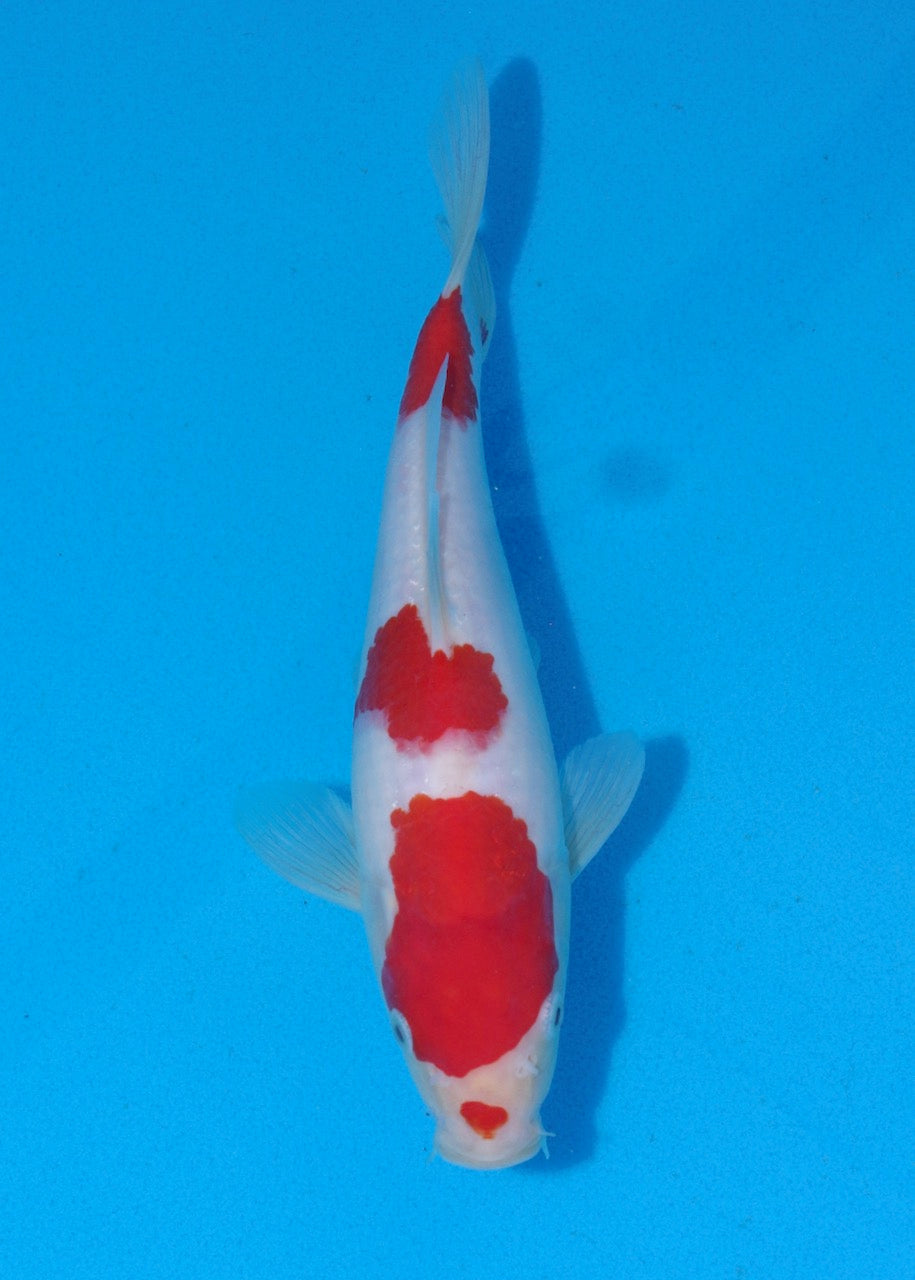 24cm Kohaku REF SRR01-054