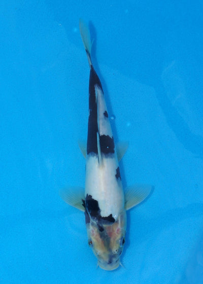 25cm Shiro Utsuri REF SRR01-055