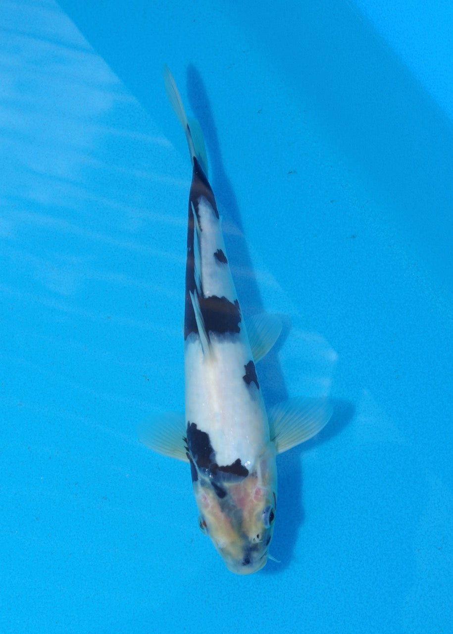 25cm Shiro Utsuri REF SRR01-055
