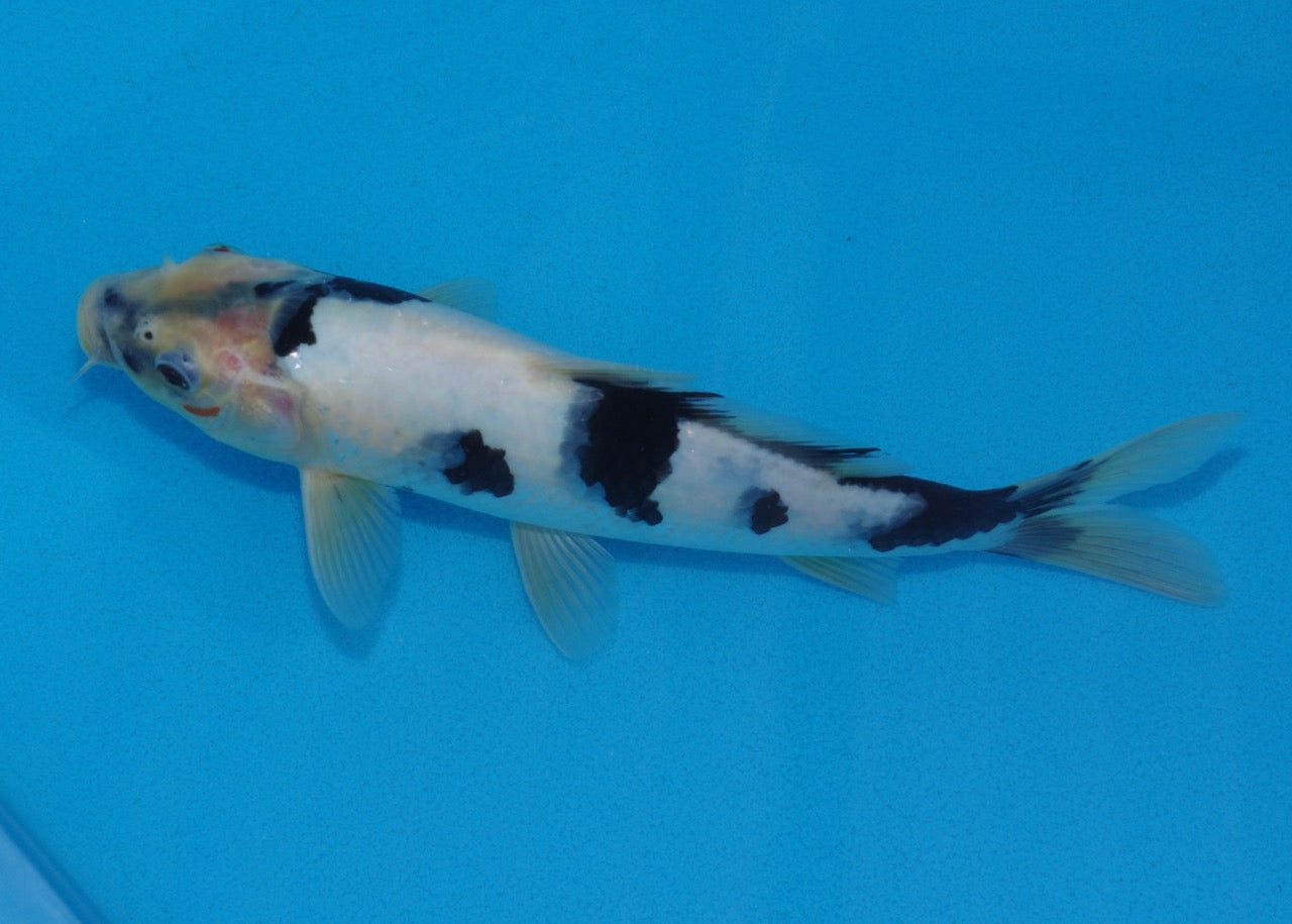 25cm Shiro Utsuri REF SRR01-055