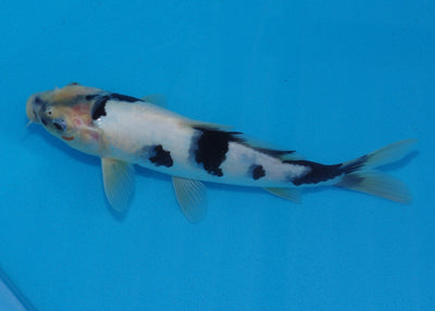 25cm Shiro Utsuri REF SRR01-055