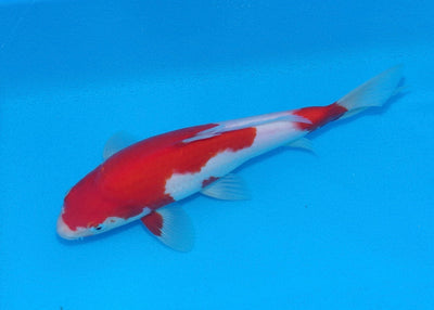 24cm Kohaku REF SRR01-050